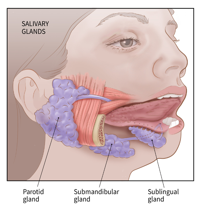 Dry mouth - Salivary Glands