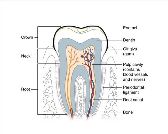 Guardians of the Smile - Tooth Enamel