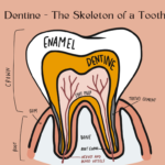 Dentine - The Skeleton of a Tooth