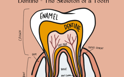 Dentine - The Skeleton of a Tooth