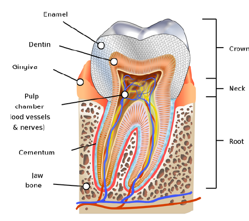 Dentine