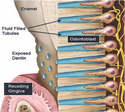 Dentine